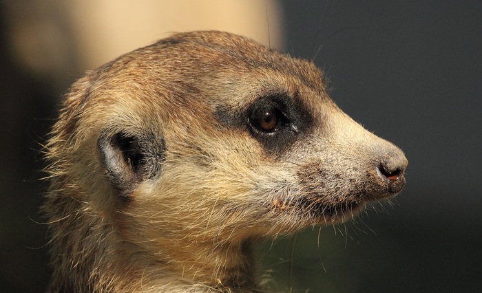 meerkat-is-dead